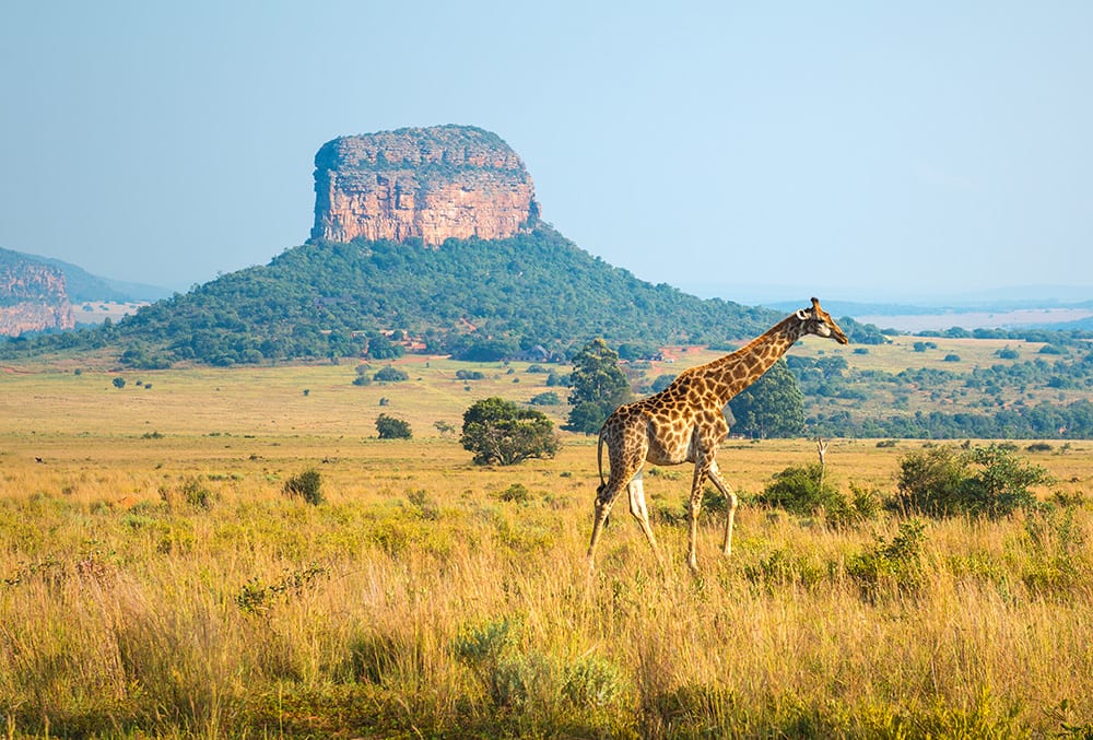 Girafa na África do Sul