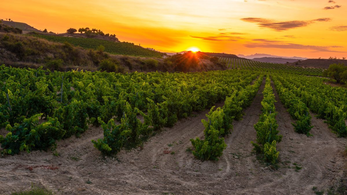 Enotrip pela Espanha visita as vinícolas mais famosas do país