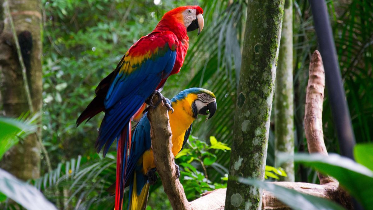 Foz do Iguaçu: natureza e cultura para todo estilo de turista